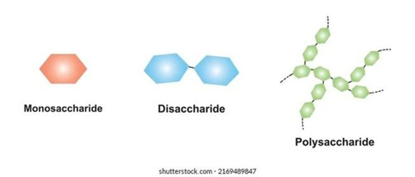 <p>Monomer: Monosaccharide; Polymer: Polysaccharide.</p>