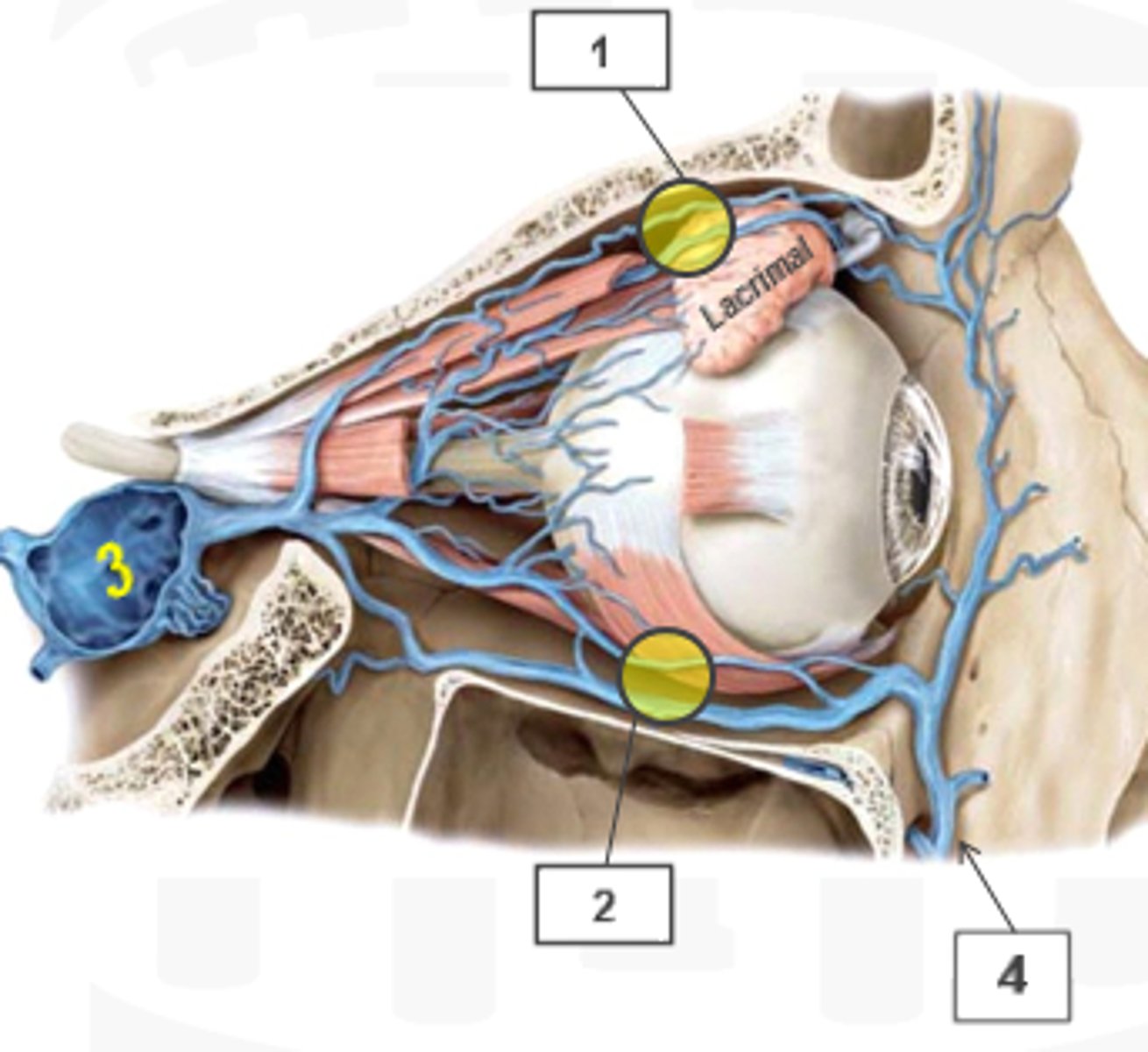 <p>orbital vein, drains orbit nasofrontal</p>
