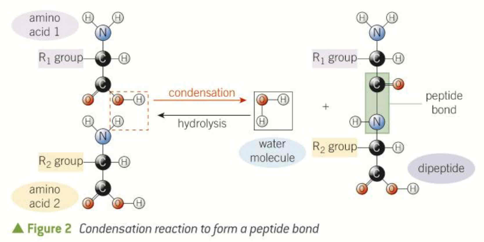 <p>when two amino acids react together covalent bond, water is produced, called a dipeptide (condensation, hydrolysis to break peptide bond)</p>