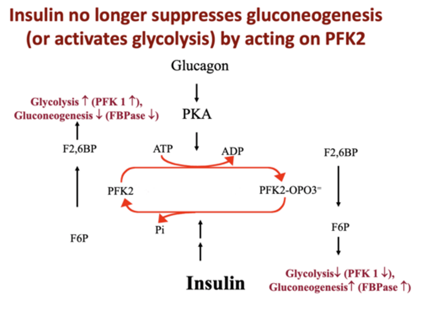 <p>PFK2</p>