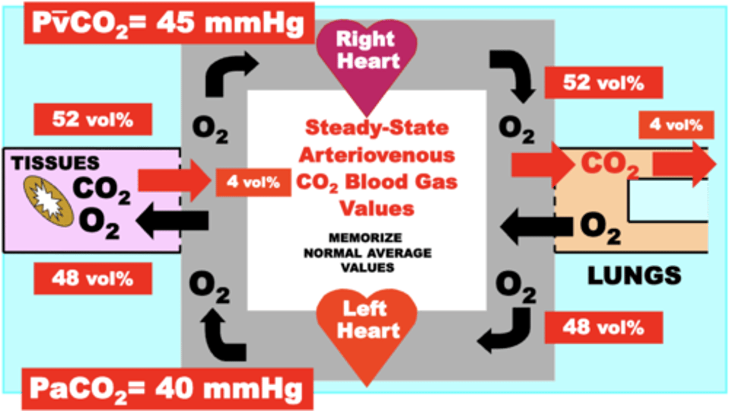 <p>PvCO2 = 45 mmHg</p><p>PaCO2 = 40 mmHg</p><p>Arterial [CO2] = 48 vol%</p><p>Mixed Venous [CO2] = 52 vol%</p><p>maintained blood levels: 48-52 vol%</p><p>excess eliminated: 4-5 vol%</p>