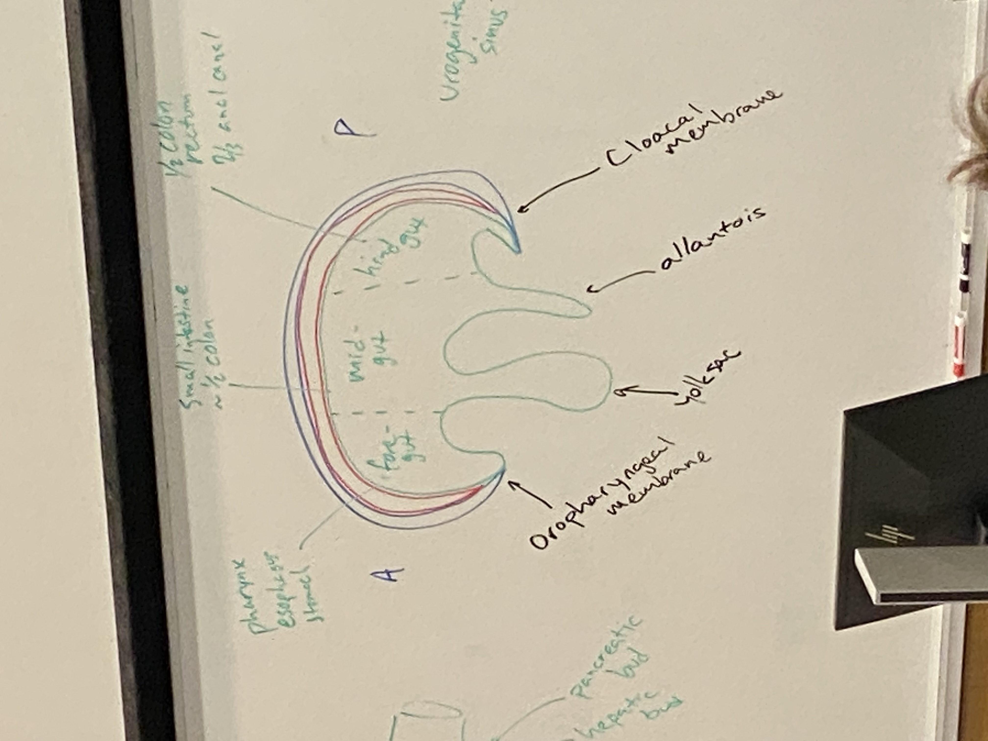 <p>foregut → pharynx, esophagus, stomach, and ~1/2 of duodenum. also the respiratory bud (lungs), hepatic bud (liver), and pancreatic bud (pancreas)</p><p>midgut → lower half of duodenum, small intestine, ~1/2 of the colon</p><p>hindgut → second half of colon, rectum, ~2/3 of anal canal. urogenital sinus → bladder, urethra, prostate, birth canal</p>