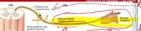 <p>Posterior root</p>