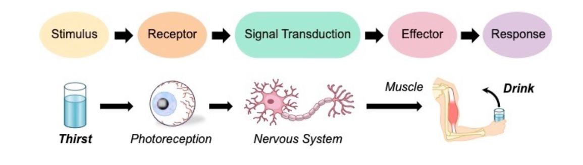 <p><span><strong>Stimulus-Response Model</strong></span></p><p><span>Homeostatic regulation requires systems to detect and respond to internal and external changes via a stimulus-response pathway</span></p><ul><li><p><span>A&nbsp;<strong>stimulus</strong>&nbsp;is a change in the environment (either external or internal) that is detected by a receptor</span></p></li></ul><p></p><p>Negative feedback loops:</p><ul><li><p>Reduce the change or reverse it (blood sugars too high)</p></li></ul><p>Positive feedback loops:</p><ul><li><p>Reinforces the change (contractions strengthening until birth)</p></li></ul><p></p>