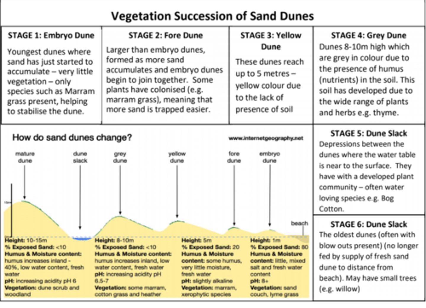 <p>- sand is deposited by the sea under low energy conditions<br><br>- wind may move he sand to build sand dunes further up the beach<br><br>- these become colonised by stabilising plants (Psammosere)</p>