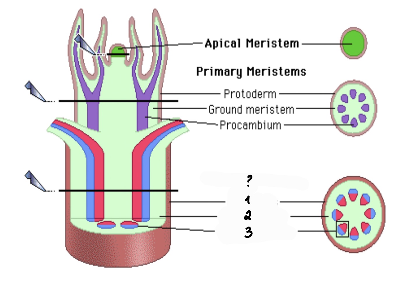 <p>• what the Primary meristem members will become (1) was Protoderm (2) was Ground Meristem (3) was Procambium</p>