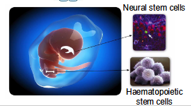 <p>Adult or somatic (resident) stem cells. Fuel organogenesis in the embryo and regeneration in adult tissue. </p>