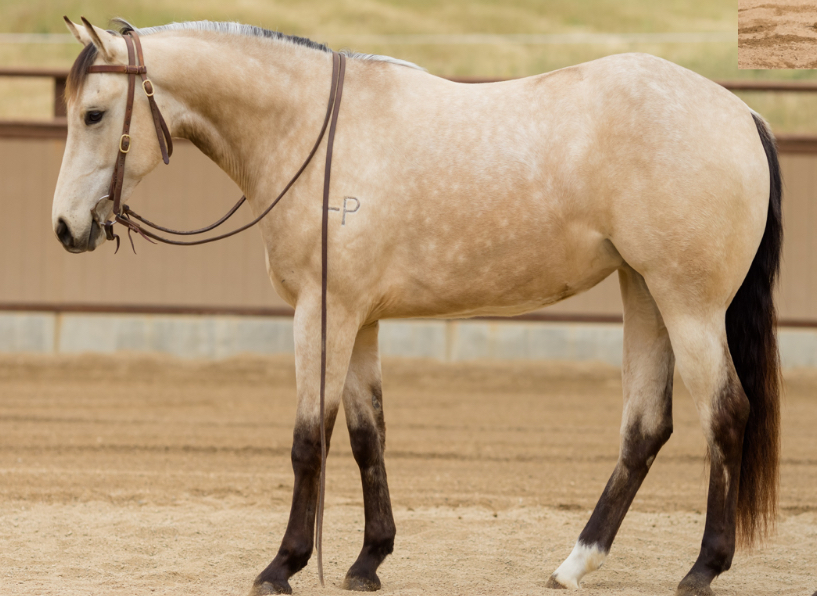 <p>A horse with a creamy coat, black mane, tail, legs, and points on ears and muzzle.</p>