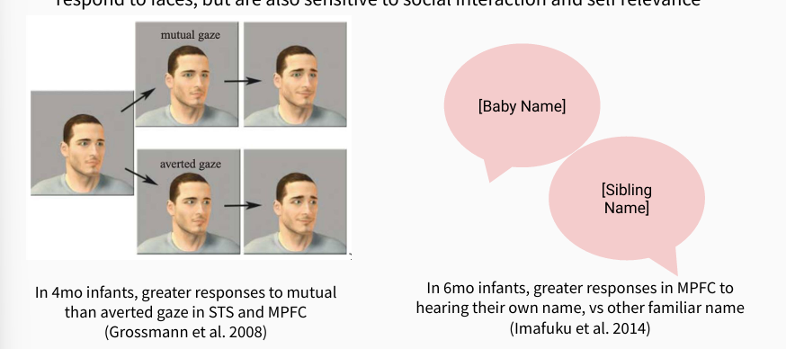 <p>In infants: STS and MPFC don’t merely respond to faces, but are also sensitive to social interaction and self relevance</p><p></p><p>in 4 mo: more response to mutual vs averged gaze in STS and MPFC</p><p></p><p>in 6 mo: greater response to MPFC to hearing own name vs familiar name</p>