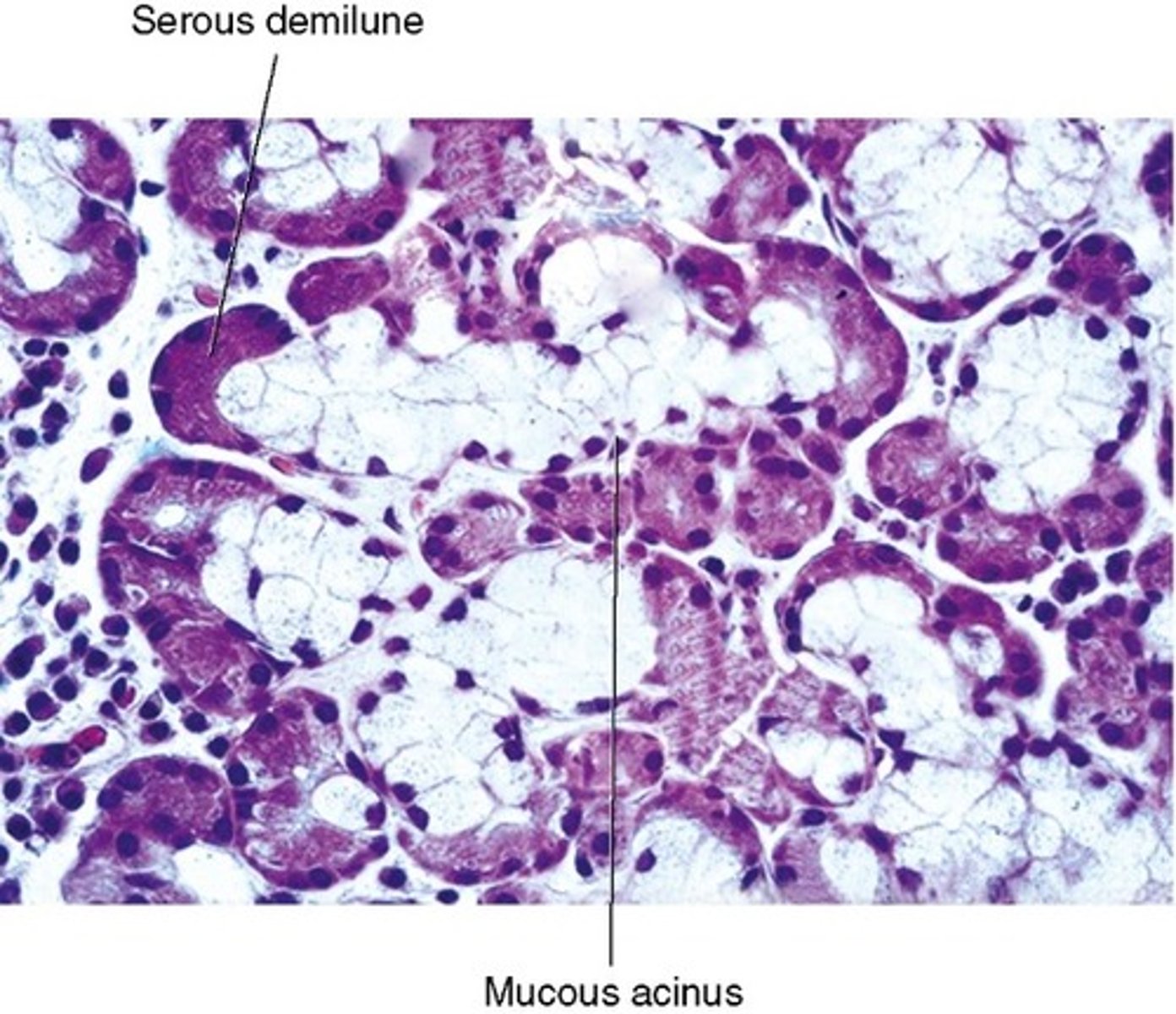 <p>mucous glands</p>