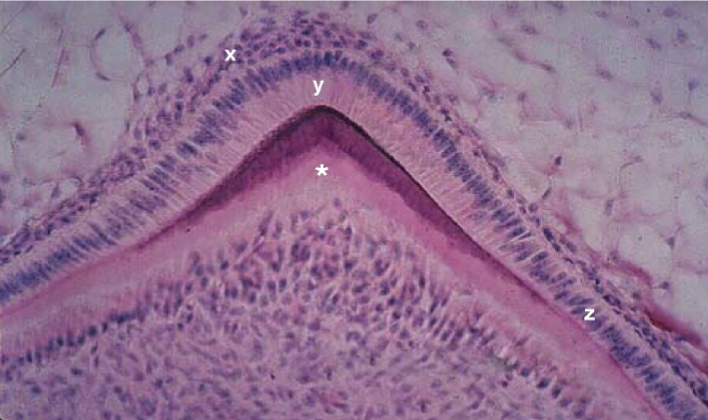 <p><span style="color: #fff8f8">Identify the cells present in the tissue layer marked “z”</span></p>