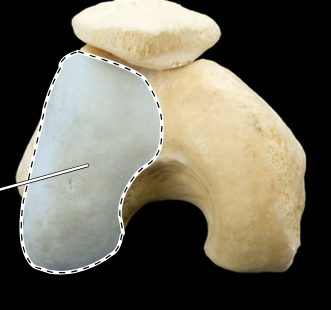 <p>Articulated right femur and patella, inferior view</p>