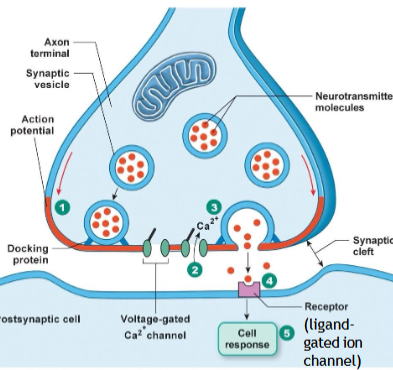 <p>Calcium (Ca2+).</p>