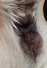 <p><span>Neoplasia in the Rectum</span></p>