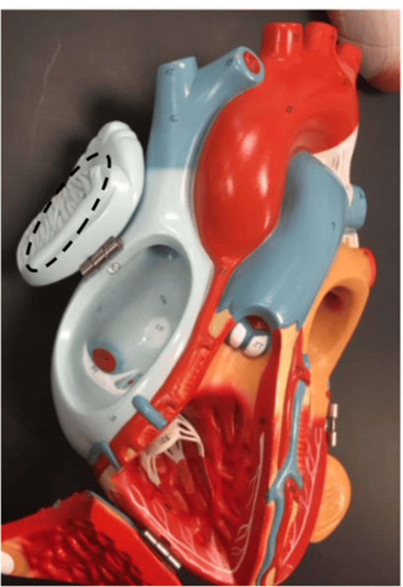 <p>found on the auricle of the right and left atrium wall</p>