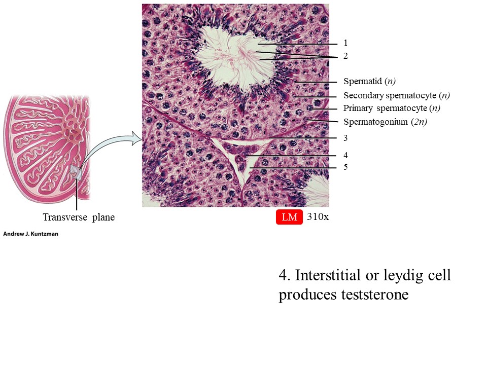 <ol start="4"><li><p>Interstitial or Leydig cells</p></li></ol>