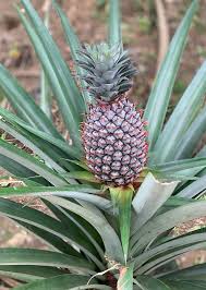 <p>Biological Origin: <strong><em>Ananas comosus (L.) Merr </em>(Bromeliaceae)</strong></p><p>Common Name: <strong>Pineapple</strong></p><p>Part used: <strong>Fruit</strong></p><p>Medicinal use:</p><ul><li><p><strong><u>Meat tenderizer</u></strong></p></li></ul><p><strong>●&nbsp;&nbsp;&nbsp;&nbsp;&nbsp;&nbsp; Anti-inflammatory</strong></p><p><strong>●&nbsp;&nbsp;&nbsp;&nbsp;&nbsp;&nbsp; Antioxidant</strong></p><p><strong>●&nbsp;&nbsp;&nbsp;&nbsp;&nbsp;&nbsp; Anti-cancer</strong></p><p><strong>●&nbsp; Cardioprotective agent</strong></p><p>Secondary metabolites:</p><p><strong>●&nbsp;&nbsp;&nbsp;&nbsp;&nbsp;&nbsp; <u>Bromelain enzymes</u></strong></p>