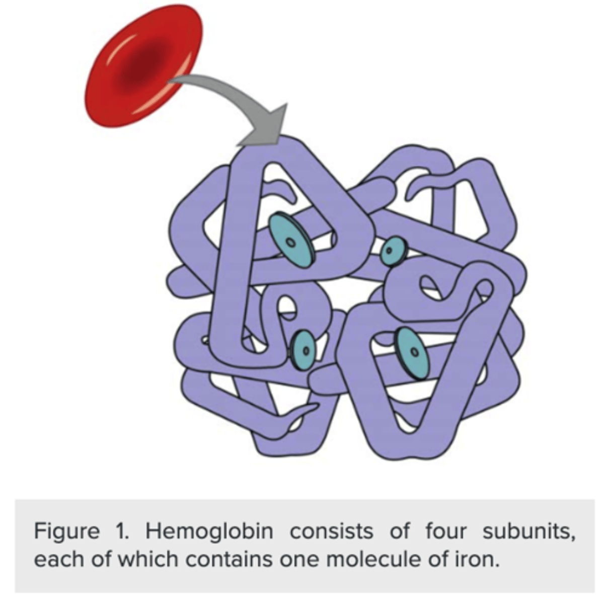 <p>one O2 molecule<br><br> (Note: total of four in <br>one molecule of hemoglobin)</p>