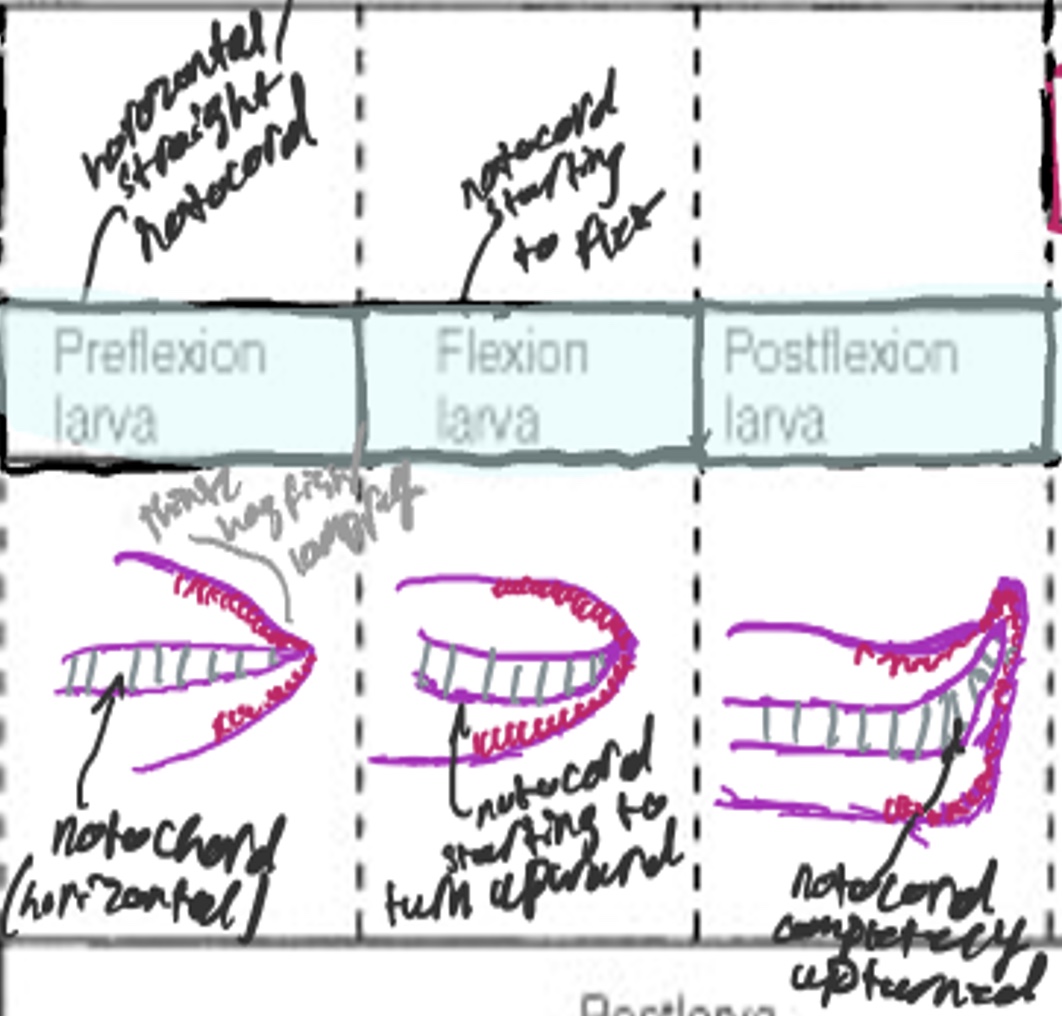 <p>A larval stage where the notochord flexion is complete, and all or most of the principal caudal fin rays are formed and visible. The larva is beginning to resemble the juvenile form.</p>