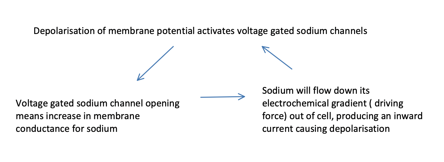 <p>positive feedback loop - likely on exam</p><p></p>