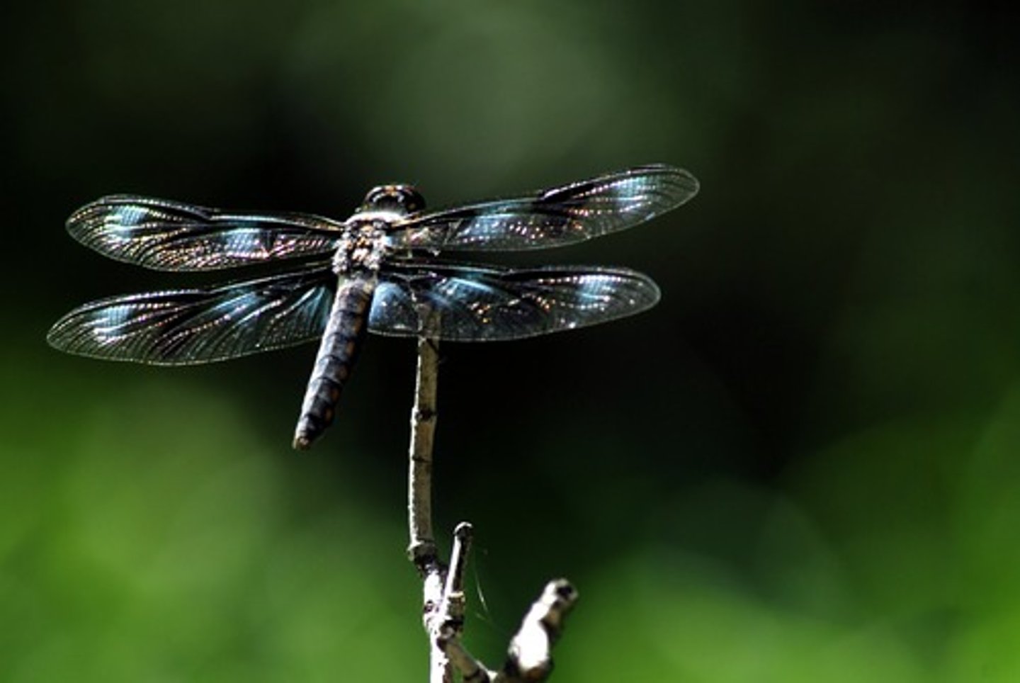 <p>Dragonflies and Damselflies</p>