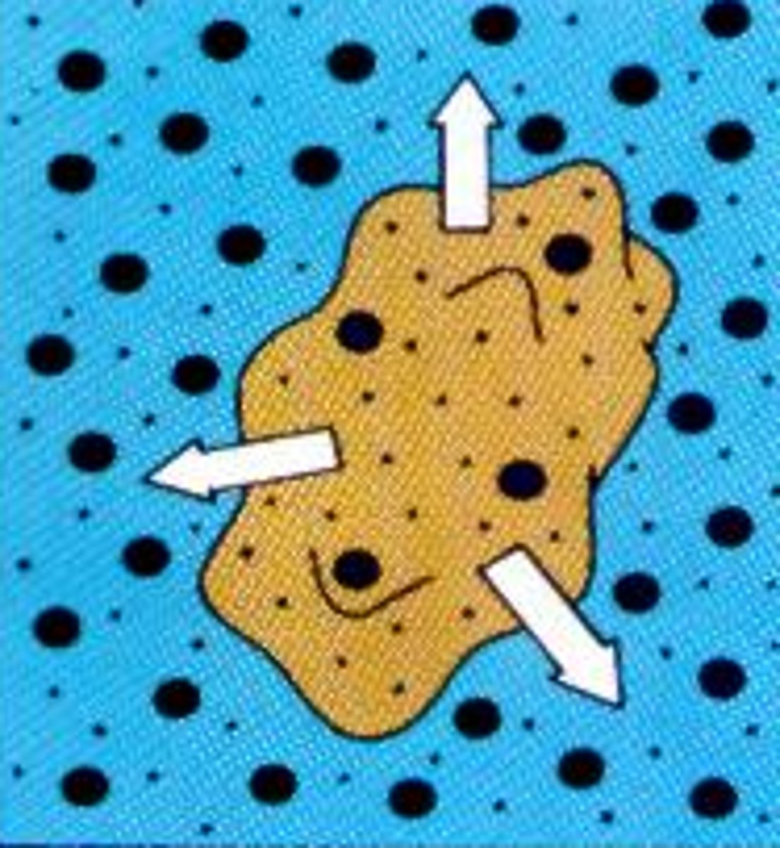 <p>water leaves the cell, shrivels (crenation)</p>