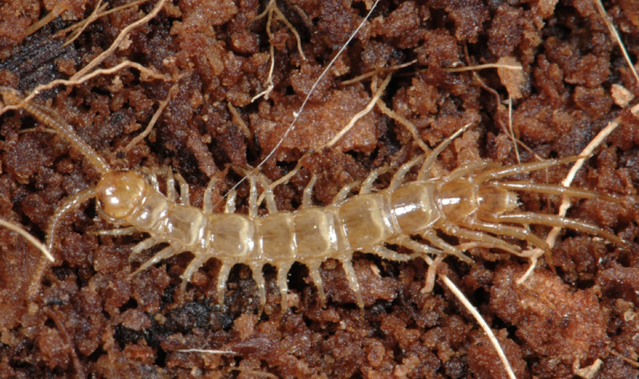 <p>neither insect, nor arachnid</p><p>one pair of legs per segment</p><p>only 3 cm ish long in AB, but get much larger</p>