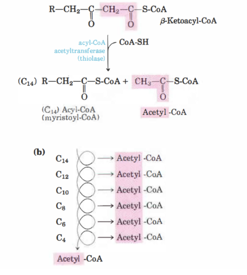 <p>I det sista steget kommer β-ketoacyl-CoA att omvandlas till acetyl-CoA genom att en CoA tillförs med enzymet <strong>tiolas</strong>.</p>