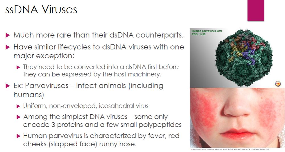 <p>-Most DNA viruses are double-stranded, but several important viruses with single- stranded (ss) DNA genomes have been described. The life cycles of ssDNA viruses are similar to those of dsDNA viruses with one major exception. An additional step must occur in the synthesis stage because the ssDNA genome needs to be converted to a dsDNA molecule. A few ssDNA viruses are discussed next.</p><p>-Parvoviruses- Parvoviruses (family Parvoviridae) infect numerous animal hosts, including crustaceans, dogs, cats, mice, and humans. Parvovirus virions are uniform, icosahedral, nonenveloped particles approximately 26 nm in diameter. Their genomes are composed of one ssDNA molecule of about 5,600 bases. Most of the genomes are negative-strand DNA molecules. That is, their sequence of nucleotides is complementary to that of the viral mRNA ( figure 18.18). Parvoviruses are among the simplest of the DNA viruses. The genome is so small that it directs the synthesis of only three proteins and some smaller polypeptides. None has enzymatic activity. A productive parvovirus infection requires attachment to a particular cell type. Virions enter host cells by receptor-mediated endocytosis. Each virion escapes the endosome and is transported to the nucleus by the host cell&apos;s microtubules, directed by a nuclear localization signal on its capsid. The nucleocapsid enters the nucleus, followed by release of viral DNA from the capsid. Because the parvovirus genome does not code for any enzymes, the virus must use host cell enzymes for all biosynthetic processes. Viral infection causes arrest of the cell cycle in S phase, when the host cell can provide all of the components needed for viral replication. Because the genome is negative-strand DNA, it serves as the template for mRNA synthesis. Some of the RNA products encode polypeptides required for the interesting way the virus&apos;s genome is replicated. The ends of the parvovirus genome are palindromic sequences that can fold back on themselves. Formation of a complex composed of a viral protein and a hairpin at the 3&apos; end of the genome provides the primer needed for replication (figure 18.36). This is recognized as a substrate by the host DNA polymerase, and DNA replication ensues by a process that is somewhat similar to rolling-circle replication. The parvovirus version of this replication method is often called rolling-hairpin replication. The process involves a dsDNA intermediate, much like $X174 (this is just symbols that I&apos;m not bothering).</p>