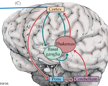 <p>Cerebellum integrates sensory info and coordinates precise timing of ongoing mvmt </p>