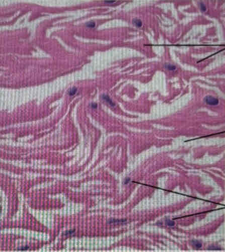 <p>What tissue is this?</p>