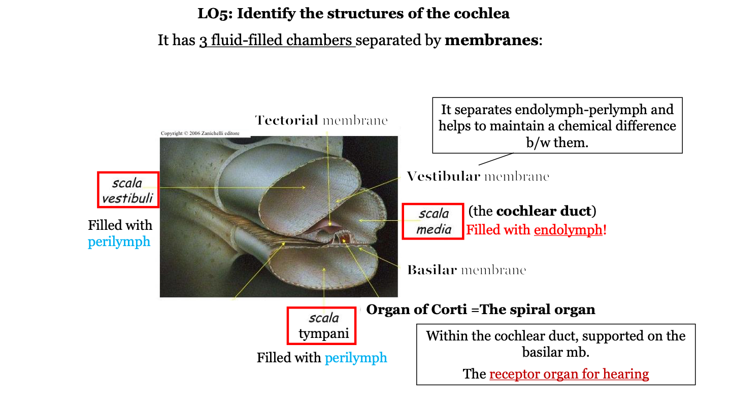 in the cochlea on top of the basilar membrane
