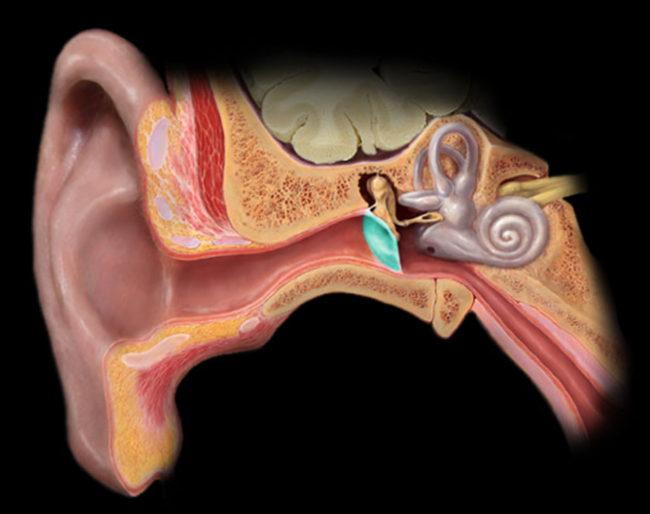 <h4 collapsed="false" seolevelmigrated="true"><strong>Location:</strong></h4><ul><li><p>Temporal bone (petrous part)</p></li></ul><h4 collapsed="false" seolevelmigrated="true"><strong>Description:</strong></h4><ul><li><p>Thin, semi-transparent, oval membrane</p></li><li><p>Separates external acoustic meatus (external ear) from tympanic cavity (middle ear)</p></li></ul><h4 collapsed="false" seolevelmigrated="true"><strong>Also known as:</strong></h4><ul><li><p>"Ear drum"</p></li></ul><h4 collapsed="false" seolevelmigrated="true"><strong>Comment:</strong></h4><ul><li><p>Attached to malleus (ossicle)</p></li></ul>