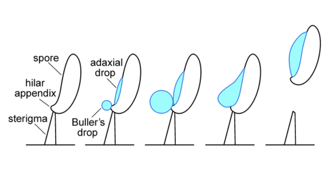 forcibly ejected basidiospores; the Hilar appendix and Buller’s 
droplet aide in ballistospory.