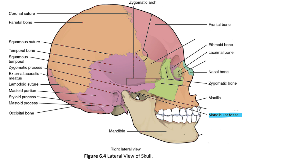 <p>mandibular fossa</p>