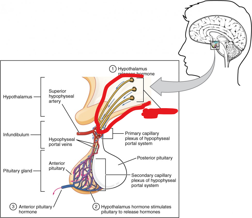 <p><span style="background-color: transparent;"><span>Translate neural signals into chemical stimuli. These tissues make neurohormones, hormones produced and released by nerve cells that are released into the bloodstream</span></span></p>