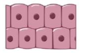 <p><span style="background-color: transparent;">has several layers of cells, the top layer of elongated cells, cube-shaped cells in deeper layers, and lines part of the urethra (vas deferens) and parts of the pharynx</span></p><p><span style="background-color: transparent;">	^^ <u>protection, absorption, and secretion</u> ^^</span></p>