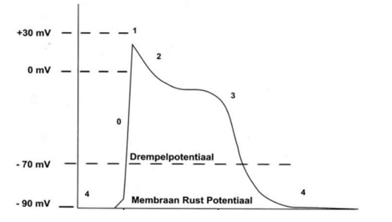 <p>externe stimuls kan membraanpotentiaal wijzigen door activeerbare ionkanalen openen of sluiten </p><ul><li><p>chemische ionkanalen = geactiveerd door neurotransmitters (afkomstig uit synapsische uiteinde van andere neuronen) </p></li><li><p>voltagegeactiveerde ionkanallen </p></li></ul><p>depolarisatie = elektrischverschil tss binnen- en buitencel daalt → Na-kanalen openen tot ± 15-20 mV positiever </p><p>hyperpolarisatie = verhoging spanning, membraanpotentiaal wordt negatiever → K-kanalen openen tot onder -70mV</p><p>actiepotentiaal = binnencel kortstondig positiever dan buitencel. De piek is snel gevolgd door repolarisatie → enkel in axonen in respons op grafuele depolarisatie in dendrieten </p><p></p>