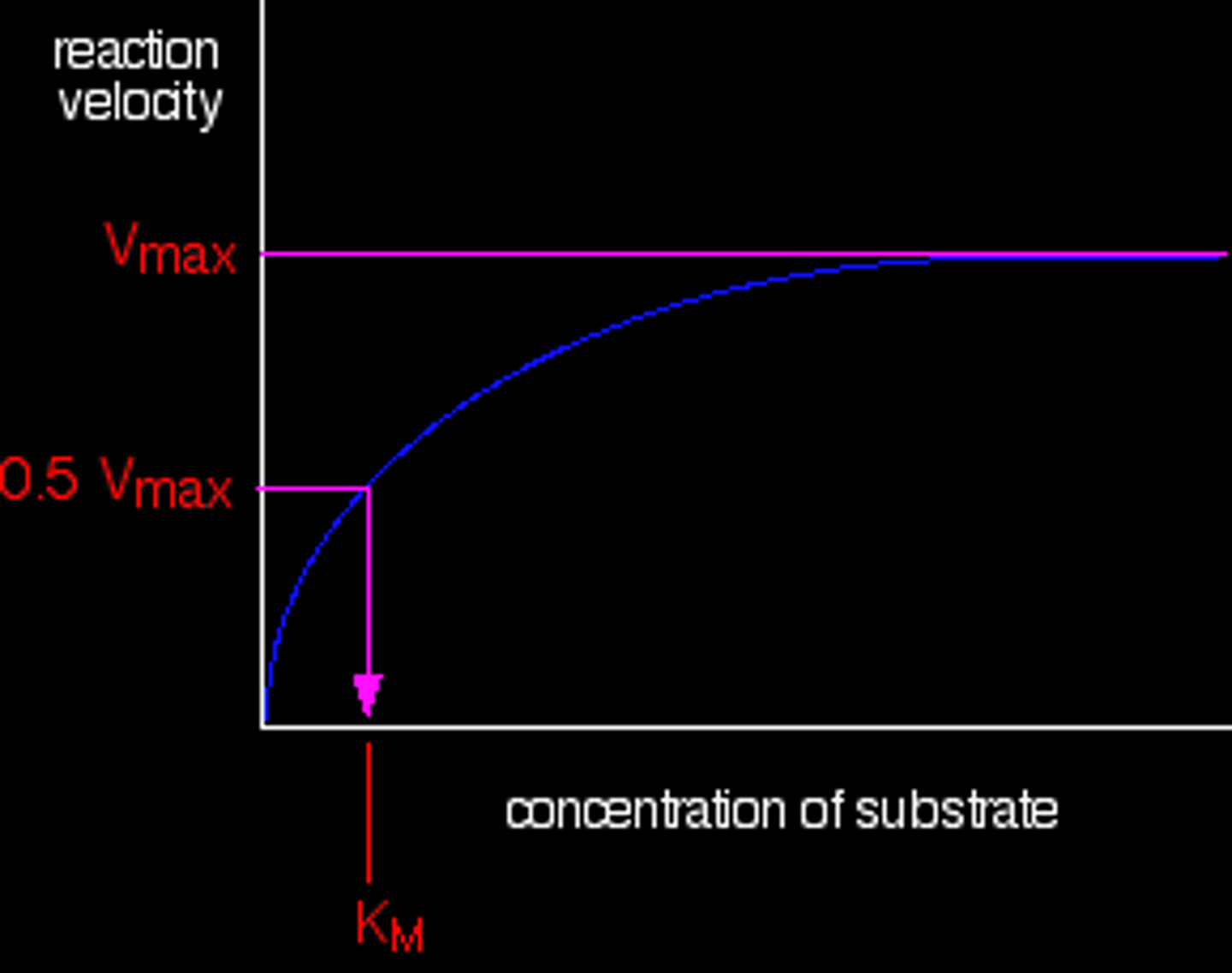 <p>(C) The [S] at half of Vmax</p><p>The Michaelis constant (Km) is the substrate concentration where the initial velocity (Vo) is equal to 1/2 of Vmax.</p><p>Struggling to keep your MCAT equations straight? Simply conquer the 100 most important equations using Andrew's 100 Most Essential Equations Mastery Course @ https://mcatselfprep.com/course/andrews-equation-mastery-course/</p>