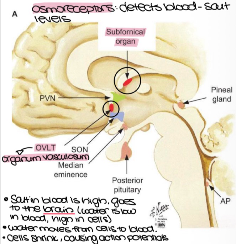 <p>organum vasculosum and subforical organ </p>