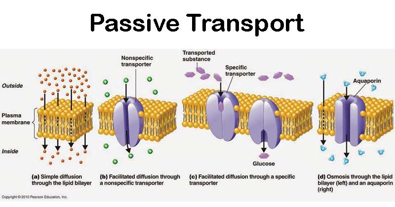 <p>Simple diffusion, facilitated diffusion, osmosis, filtration</p>