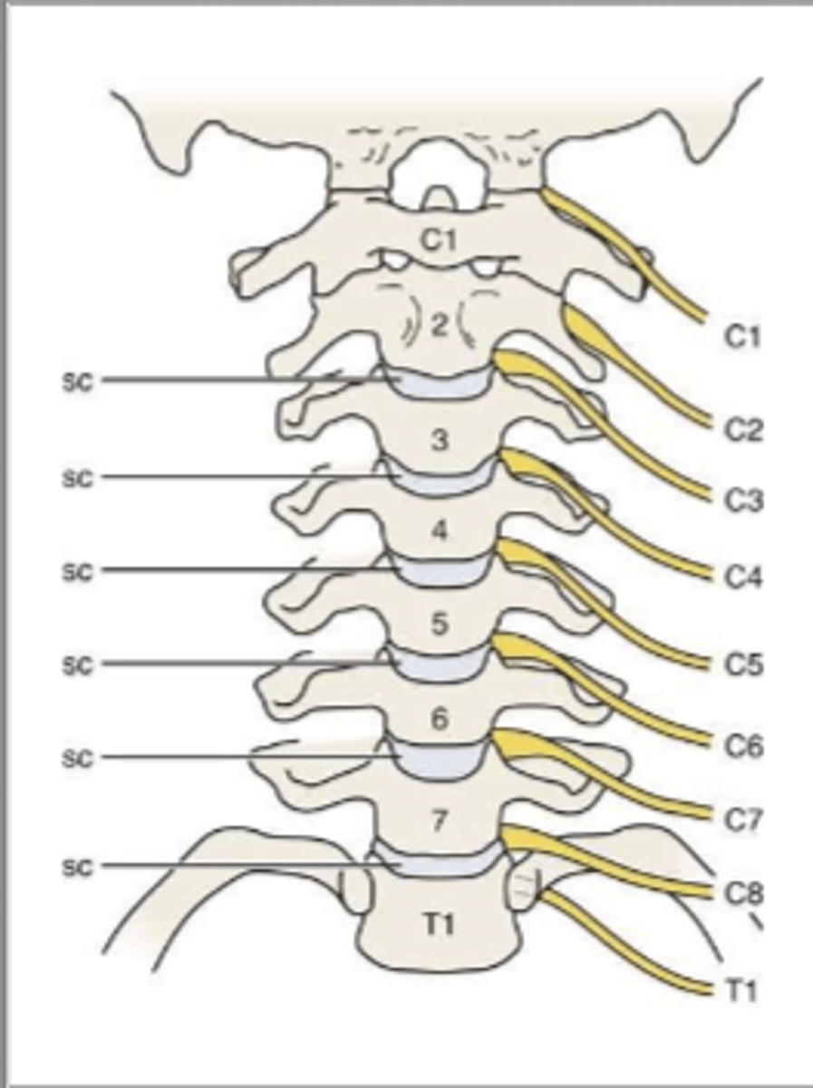 <p>There are ___ cervical nerve roots and ___ vertebrae.</p>