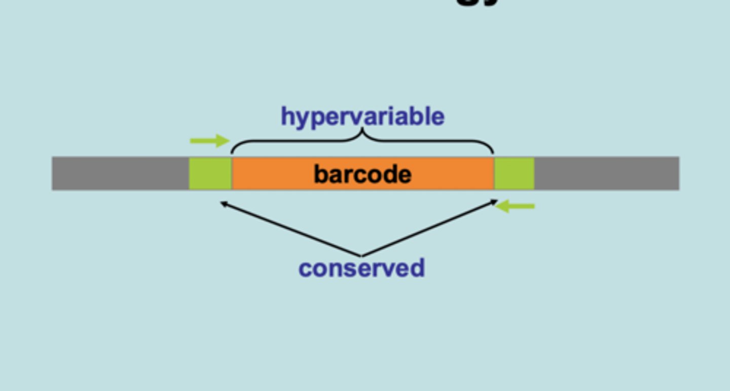 <p>Short sections of DNA from one gene.</p>