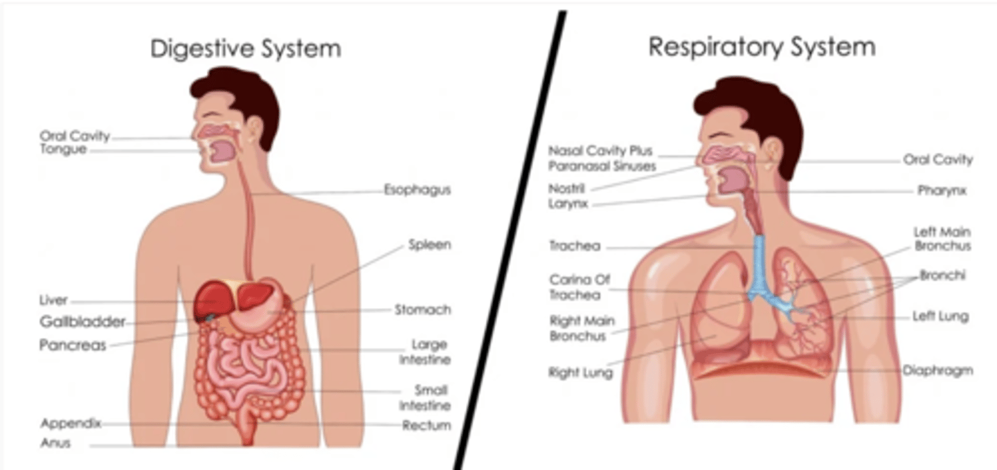 <p>It facilitates the passage of both:</p><p>1. air (to the lungs) </p><p>2. food (to the esophagus)</p><p>serves as a pathway for inhaled and exhaled air, connecting the nasal and oral cavities to the larynx.</p>