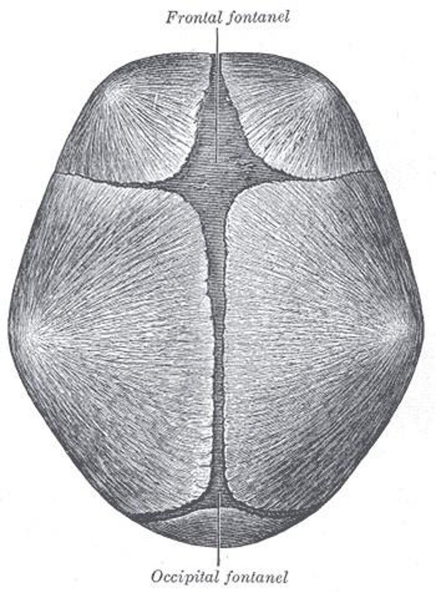 <p>Average head circumference of 13-14 inches, presence of anterior and posterior fontanels, and skin conditions like acrocyanosis and lanugo.</p>