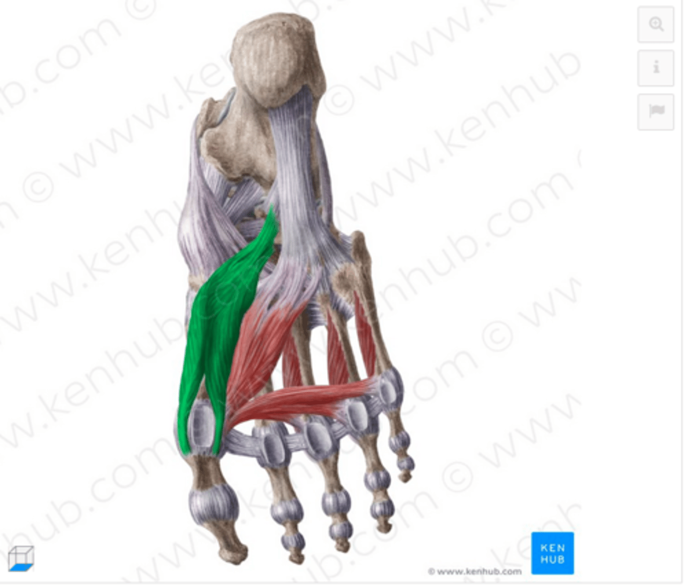 <p>O: mediaal deel vh os cuboideum, ligamentum calcaneocuboideum plantage, lateraal os cuneiforme (3) en op de peesslip vd pees vd M. tibialis posterior</p><p>I: 2 insertiekoppen die gaan insereren op respectievelijk de mediale en laterale zijde vd basis vd proximale phalanx vd grote teen (+ mediaal en lateraal sesambeentje)</p><p>W:</p><p>- flexie MTP vd grote teen-</p><p>versterking vh voetgewelf</p><p>inn: N. plantaris medialis en/of lateralis</p>