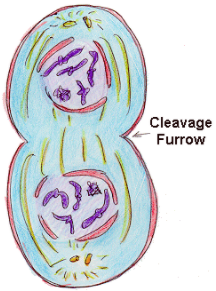 What happens during Telophase?