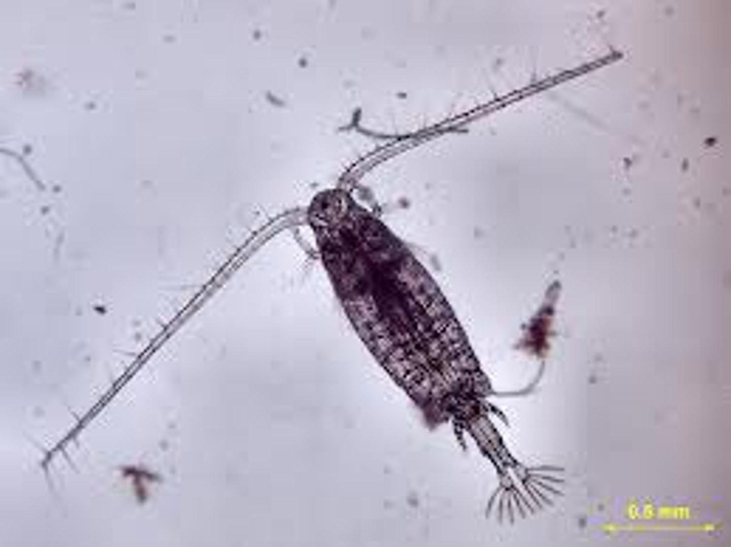 <p>A small planktonic arthropod, uses large antennae to swim. A key member of the food chain.</p>