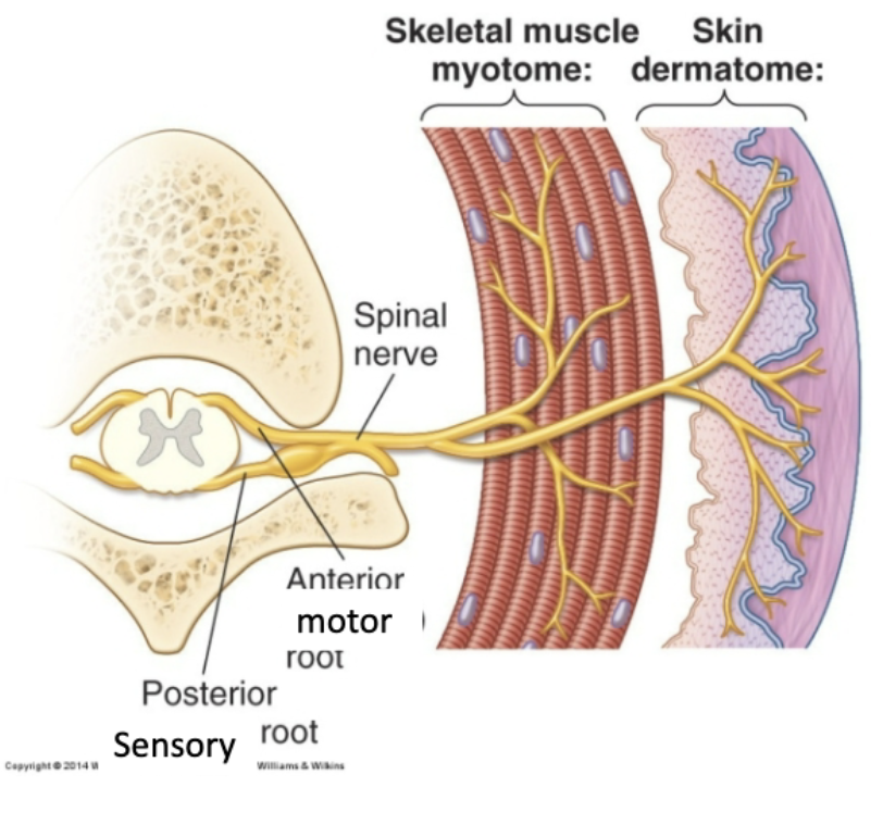 <ul><li><p>Dorsal root: sensory, innervates a dermatome </p></li><li><p>Ventral root: motor, innervates a myotome </p></li></ul><p></p>