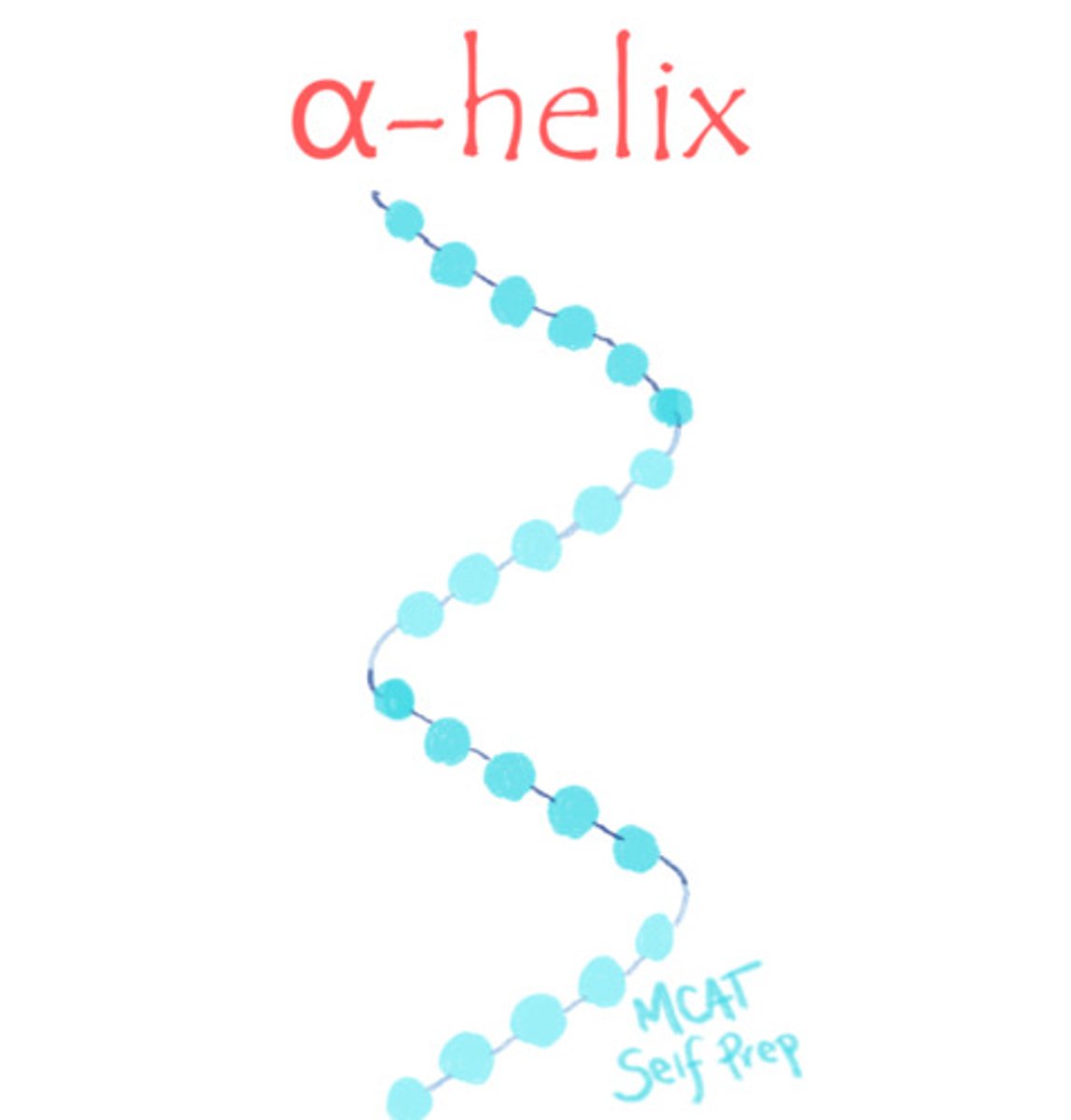 <p>False. Keratin is known for being a fibrous protein in human hair, skin and nails, and has lots of alpha-helices.</p><p>The human and mammalian version of keratin uses alpha-helices, whereas reptiles and birds use a beta-keratin with beta-pleated sheets.</p>